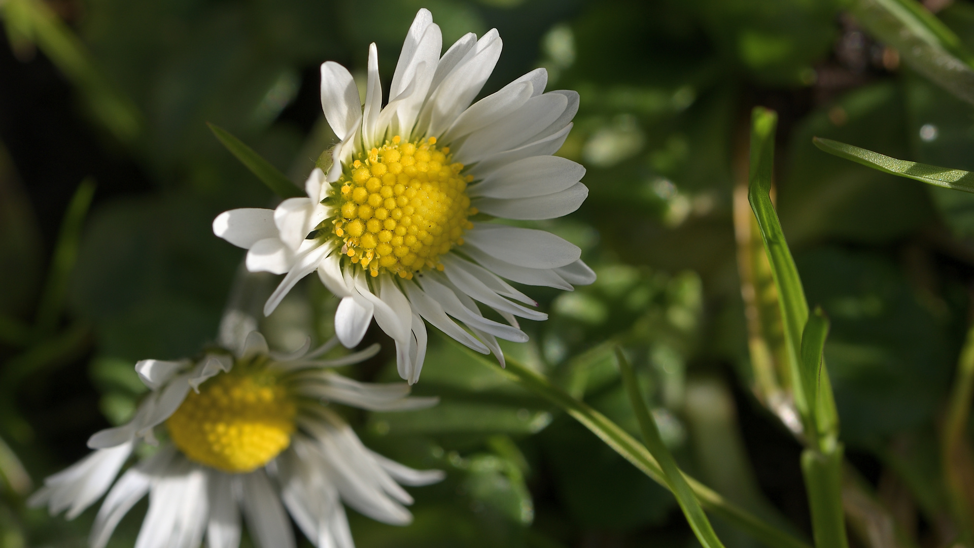 Gänseblümchen 