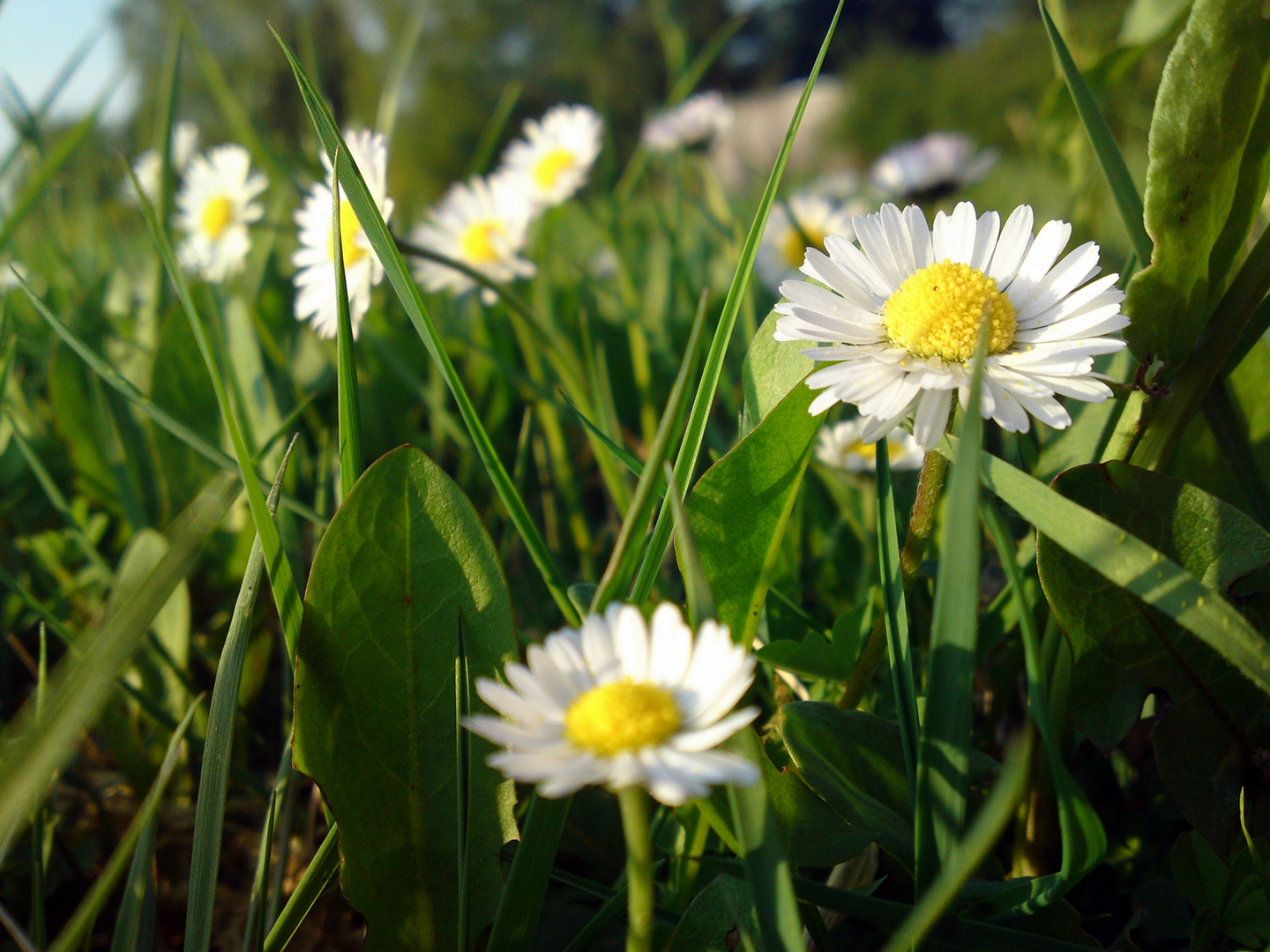 Gänseblümchen