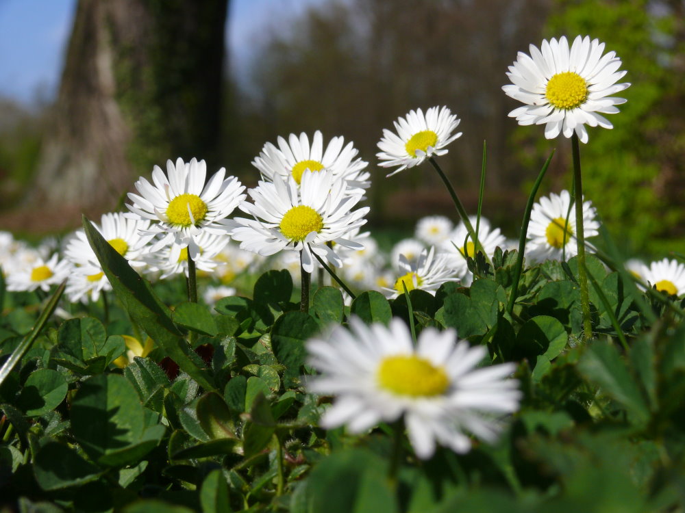 Gänseblümchen Foto & Bild pflanzen, pilze & flechten, blüten
