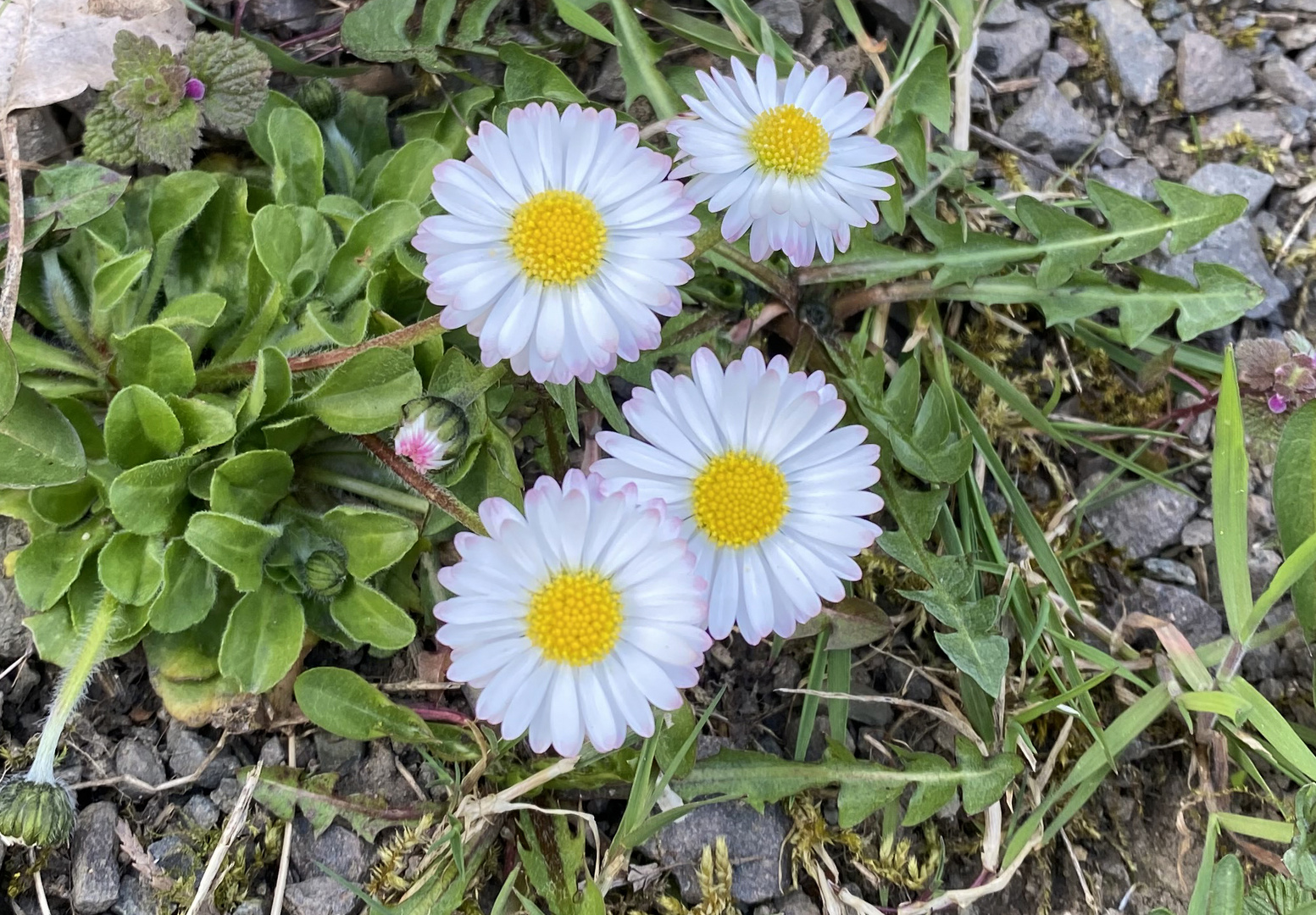  Gänseblümchen