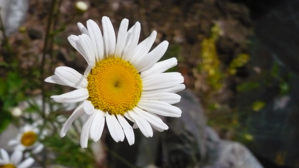 Gänseblümchen...?