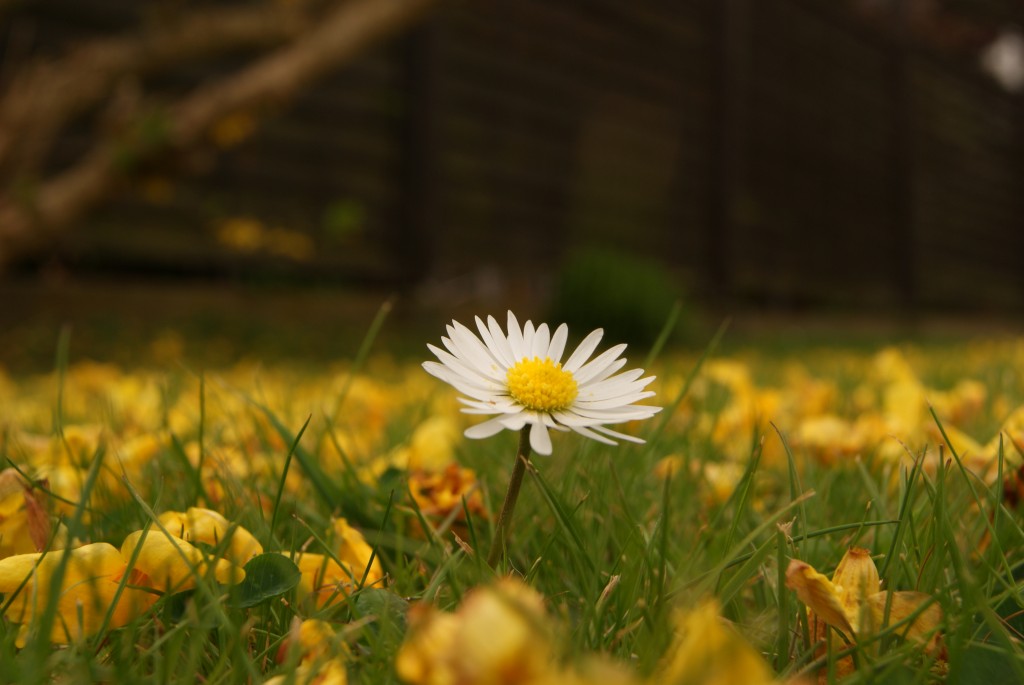 Gänseblümchen