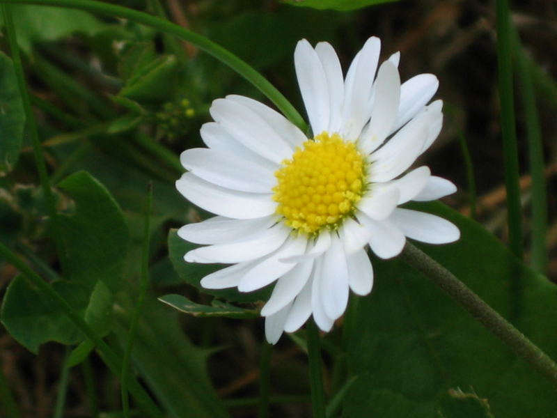 Gänseblümchen