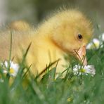 Gänse....blümchen