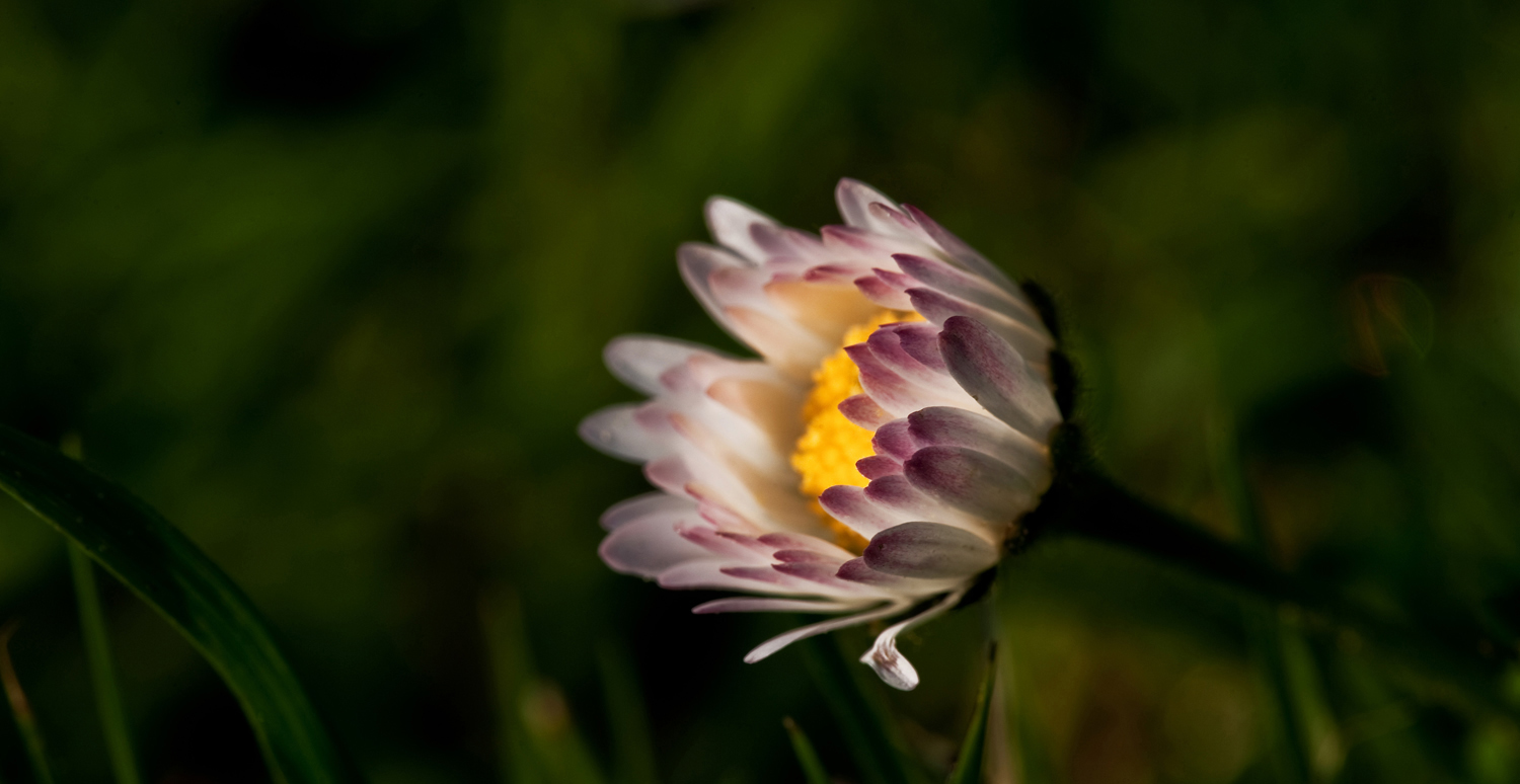 Gänseblümchen