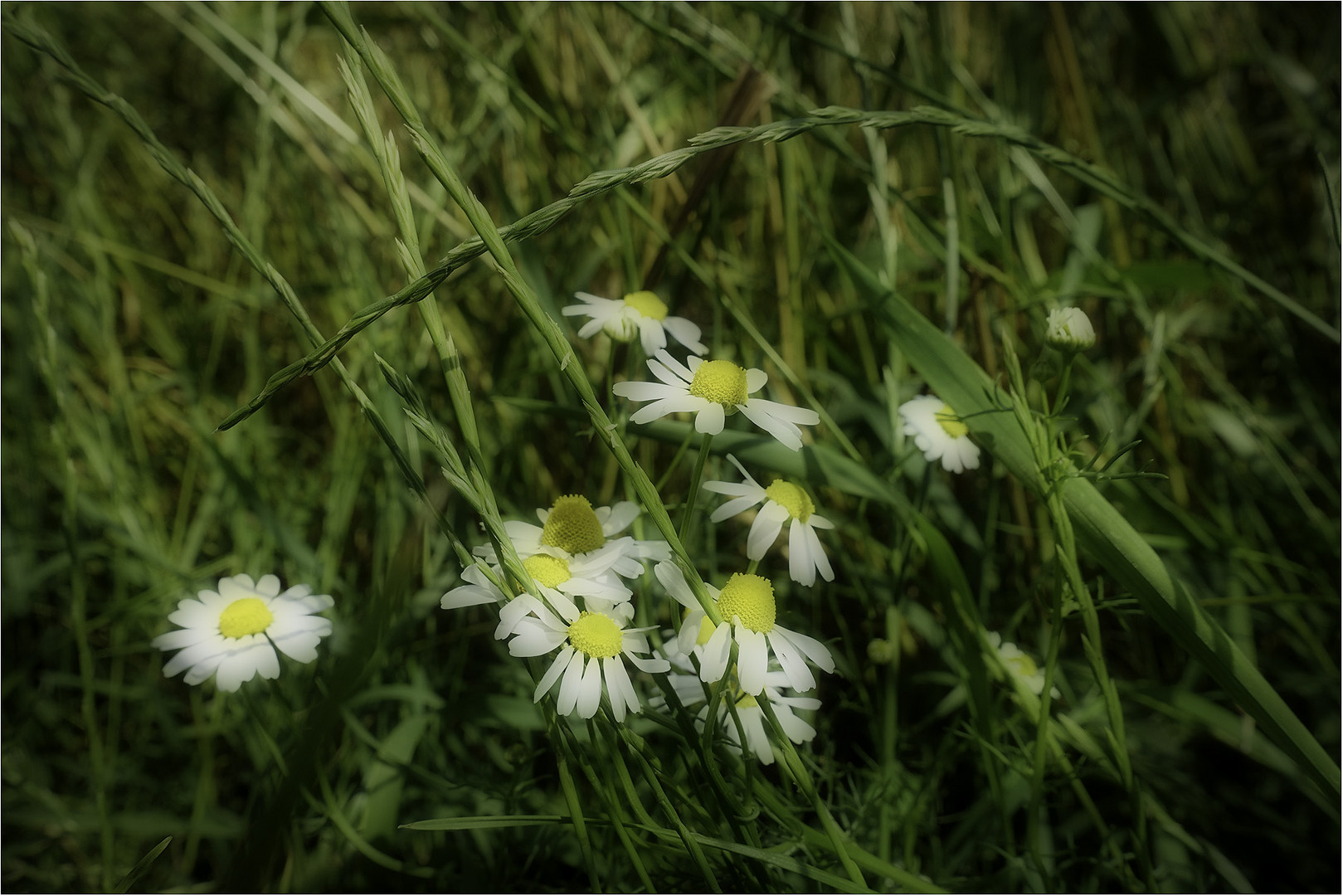 Gänseblümchen