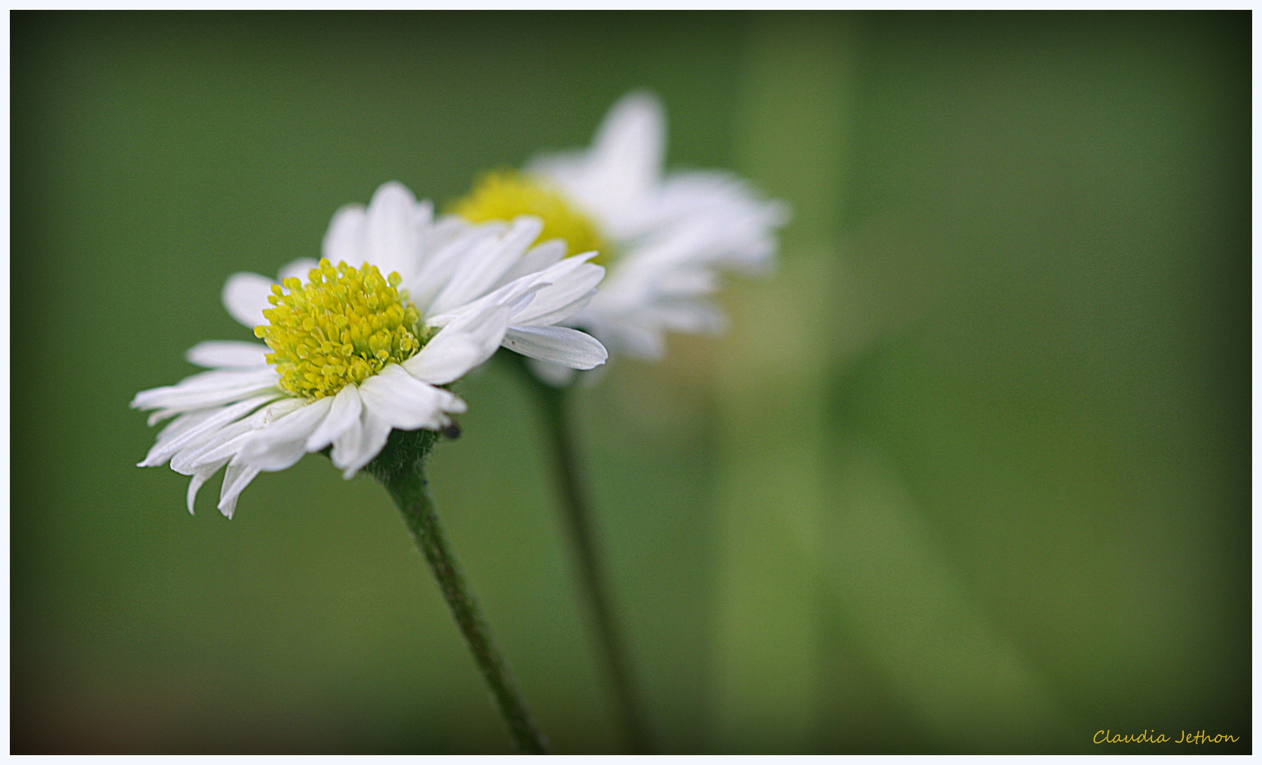 Gänseblümchen