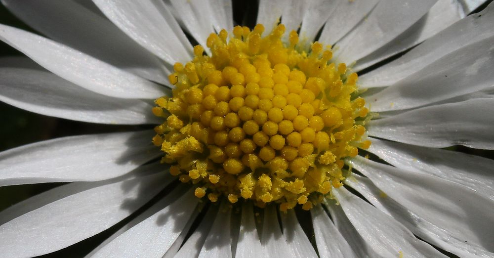 Gänseblümchen