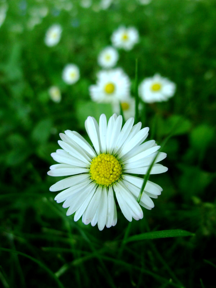 Gänseblümchen