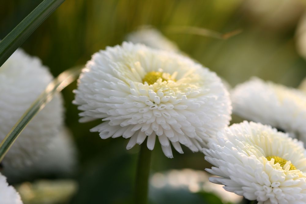 Gänseblümchen von hpmoellers 