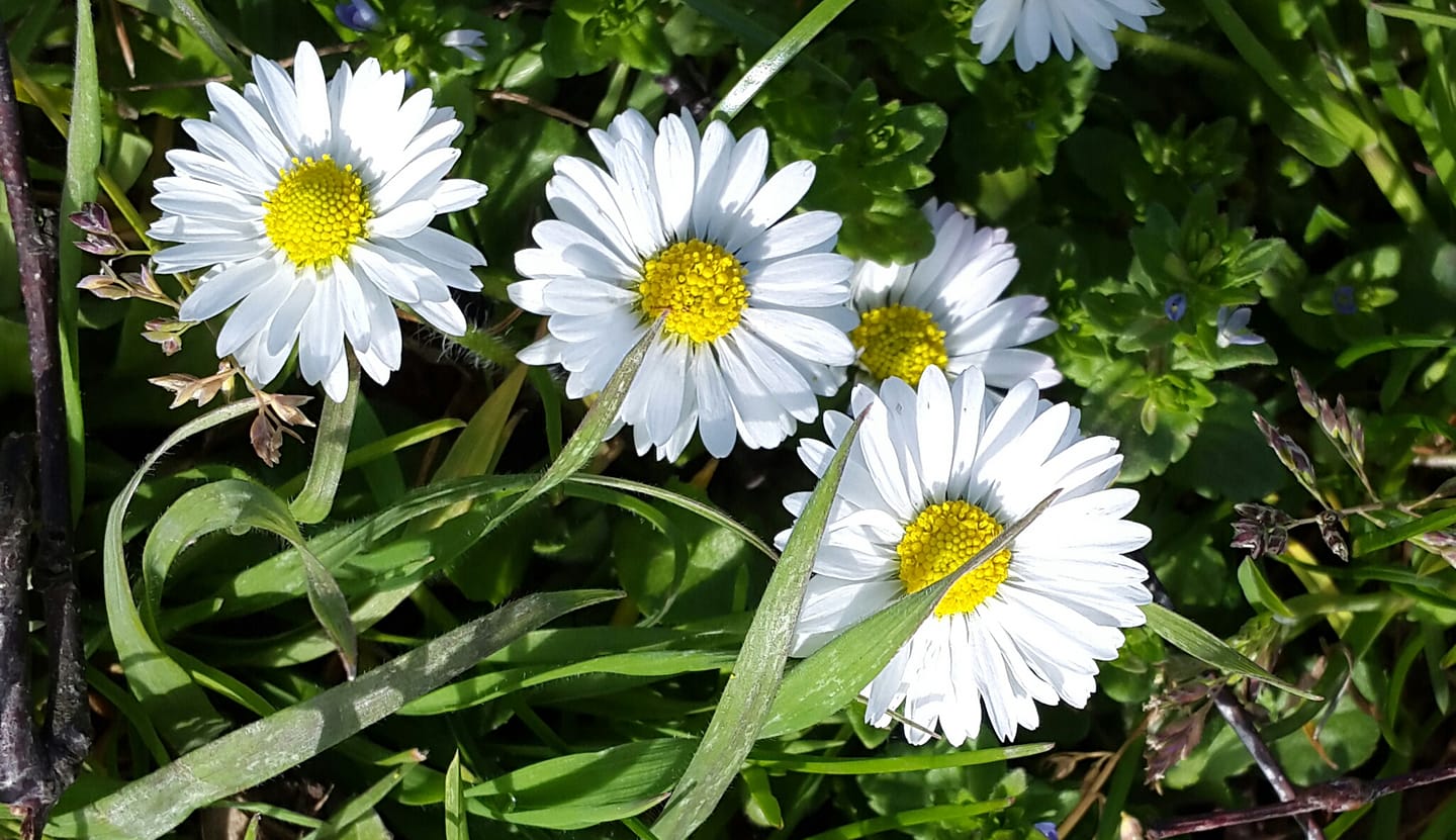 gänseblümchen