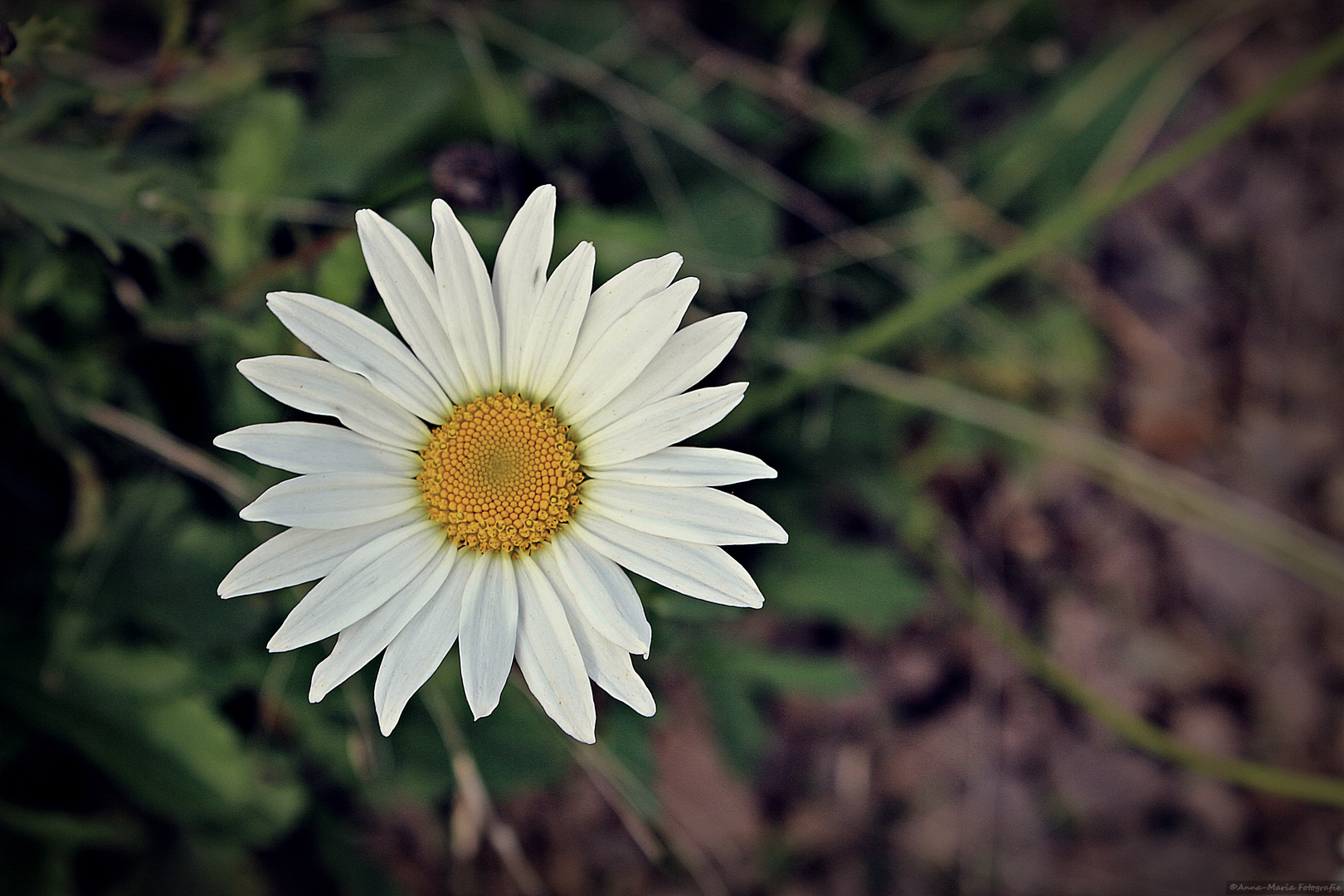 ... Gänseblümchen