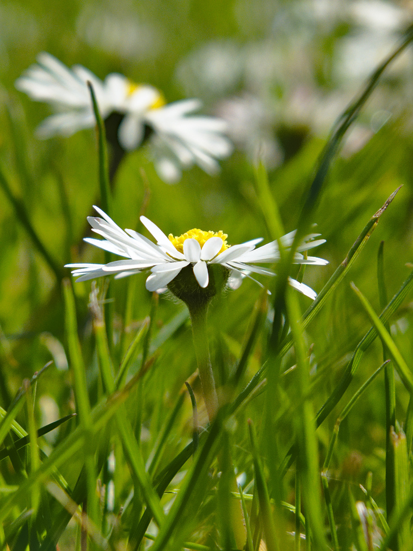 Gänseblümchen