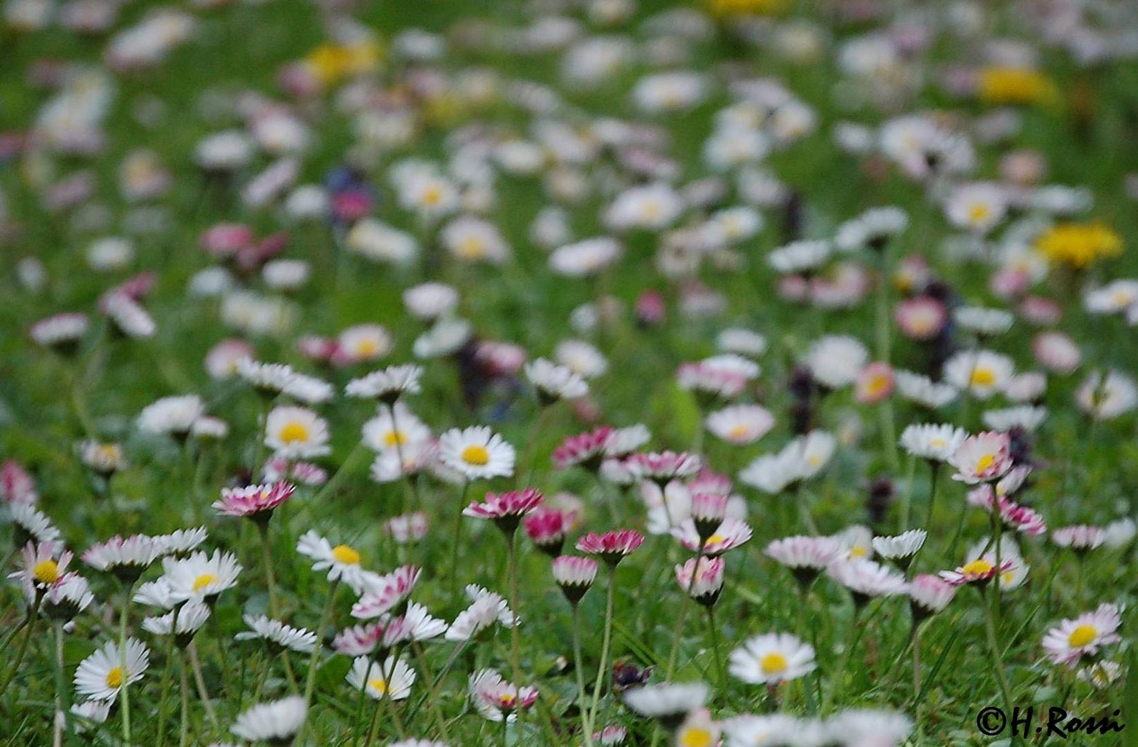 Gänseblümchen