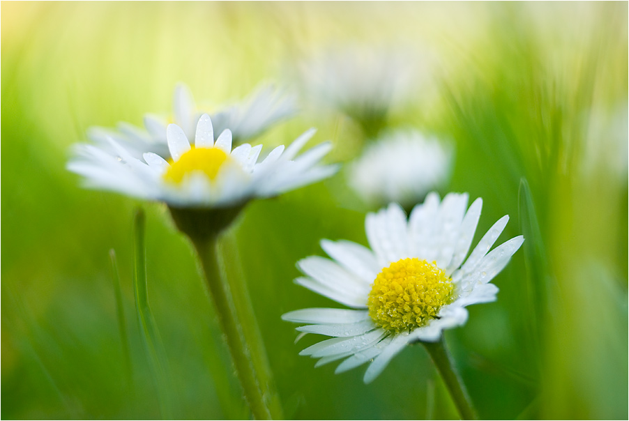 Gänseblümchen ...