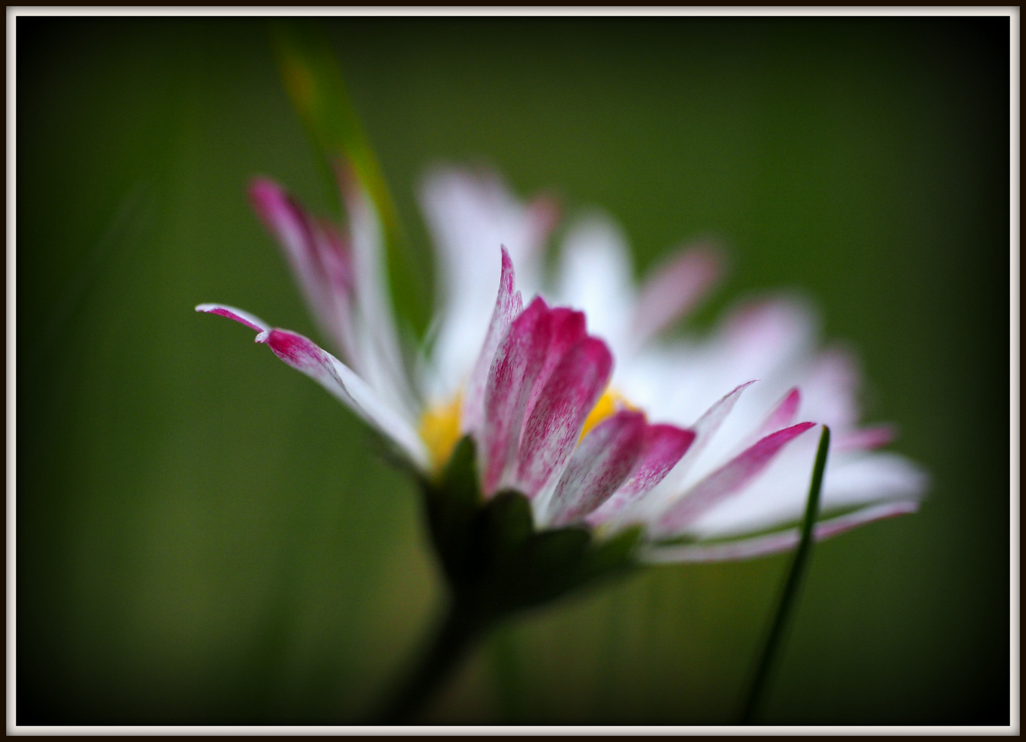 Gänseblümchen