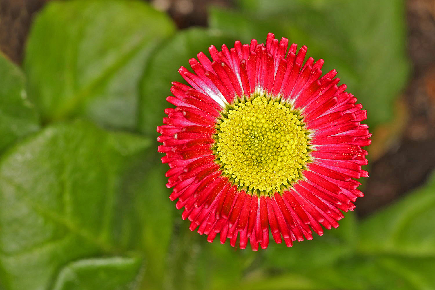 Gänseblümchen