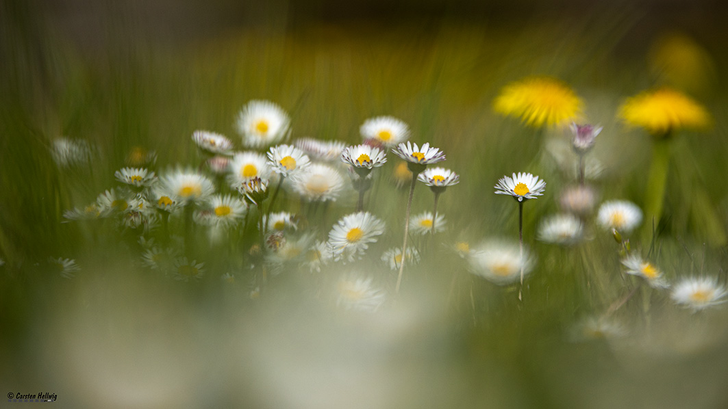 Gänseblümchen 