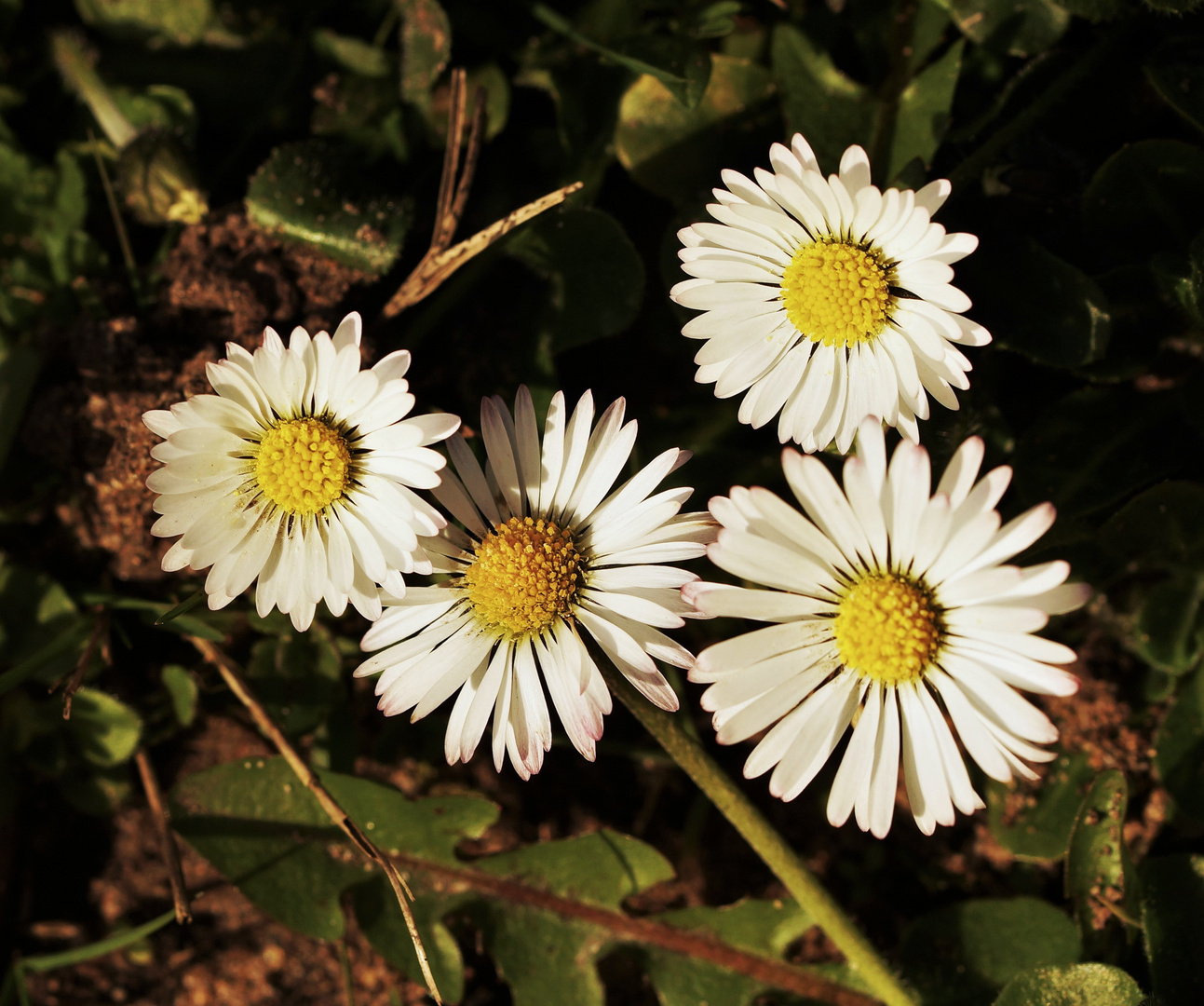 Gänseblümchen.