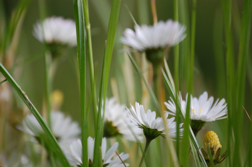 Gänseblümchen