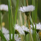 Gänseblümchen