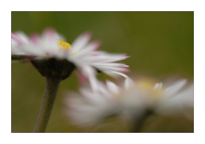 Gänseblümchen