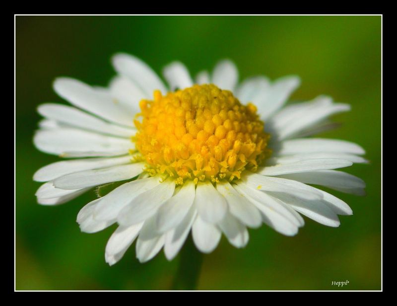 Gänseblümchen