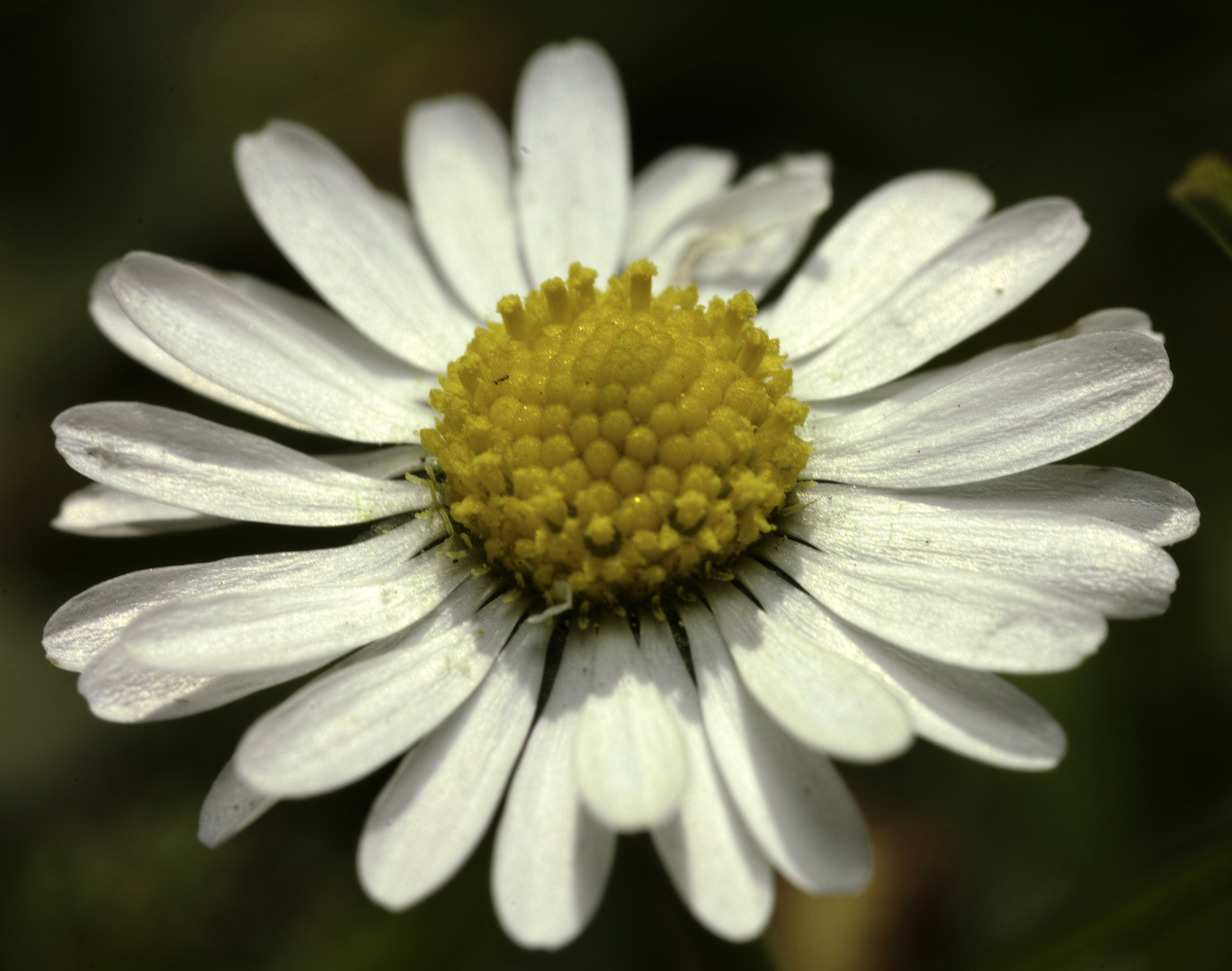 Gänseblümchen