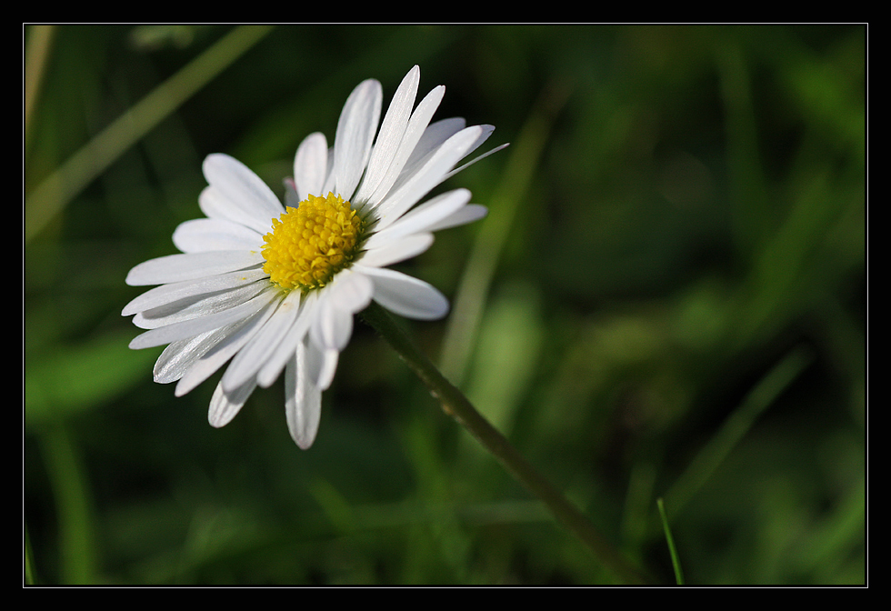 Gänseblümchen