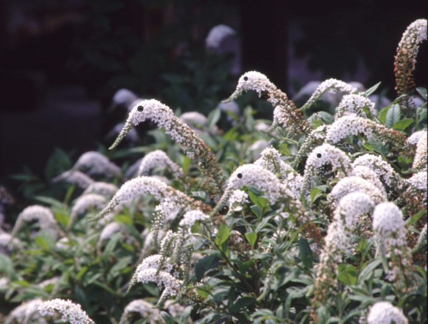 Gänseblümchen