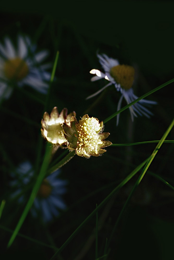 Gänseblümchen....................