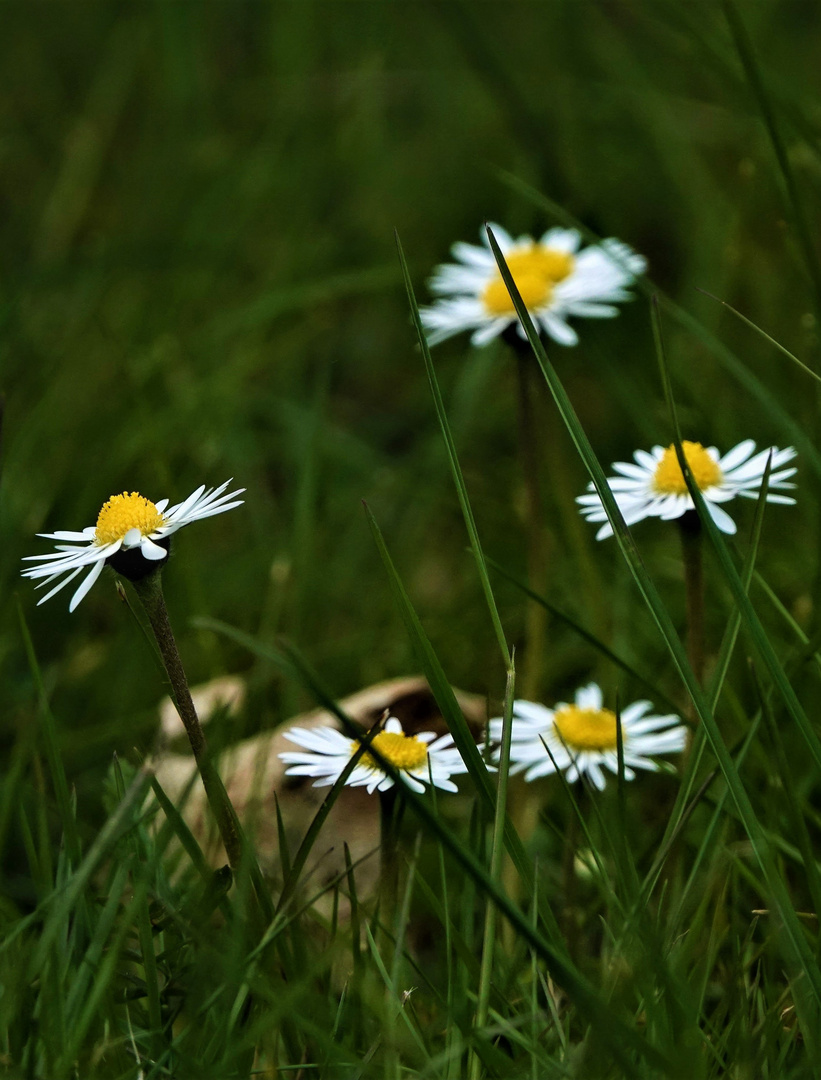 Gänseblümchen 