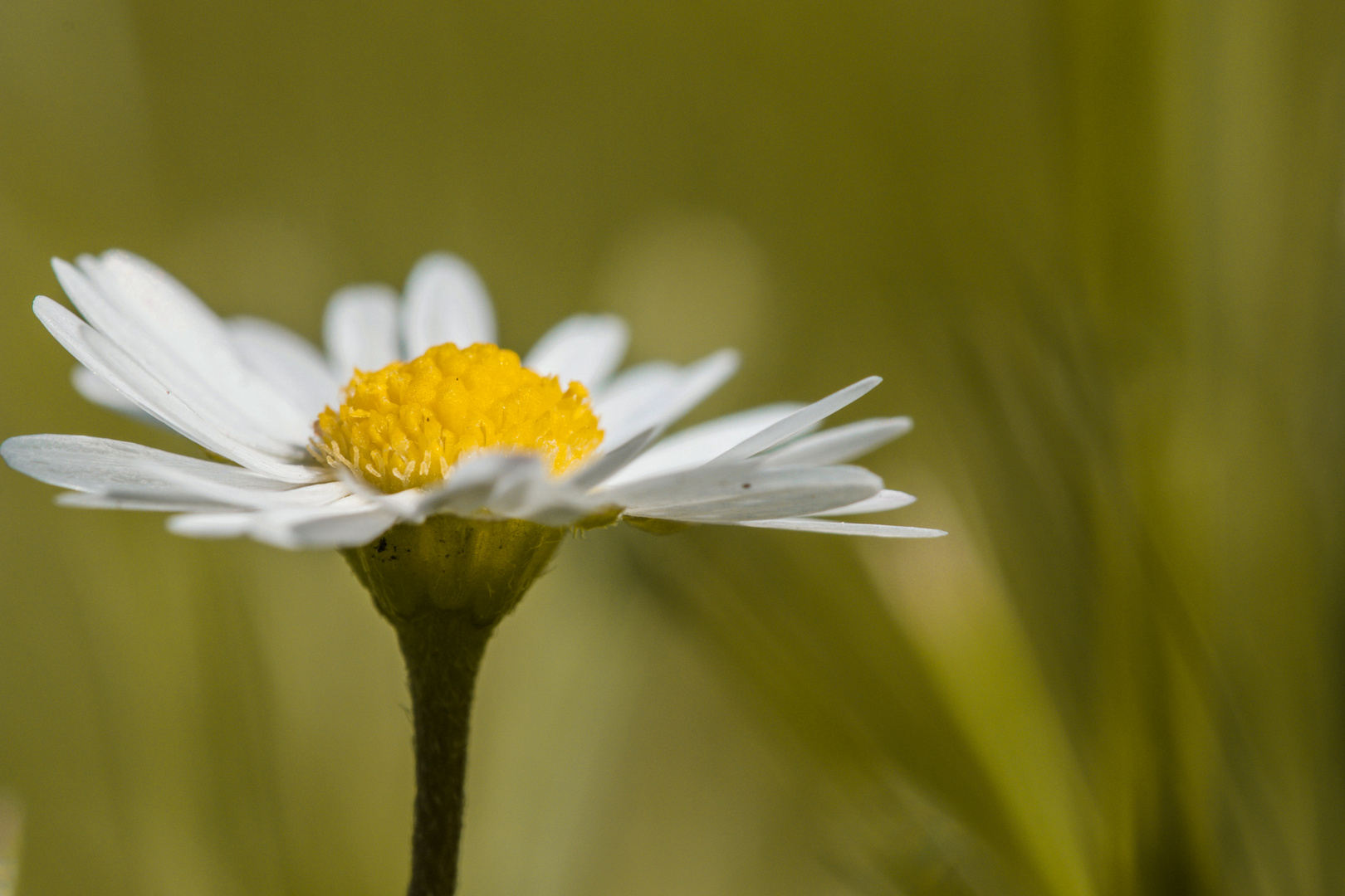 Gänseblümchen