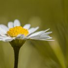 Gänseblümchen