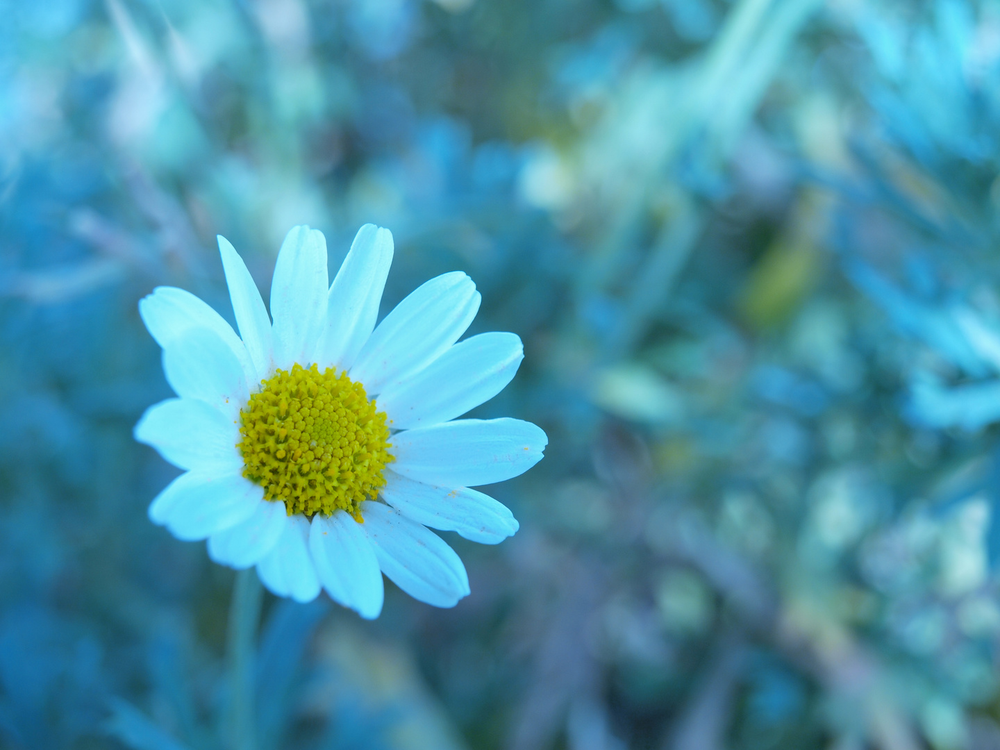 Gänseblümchen