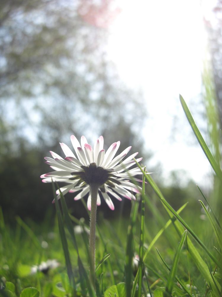 Gänseblümchen