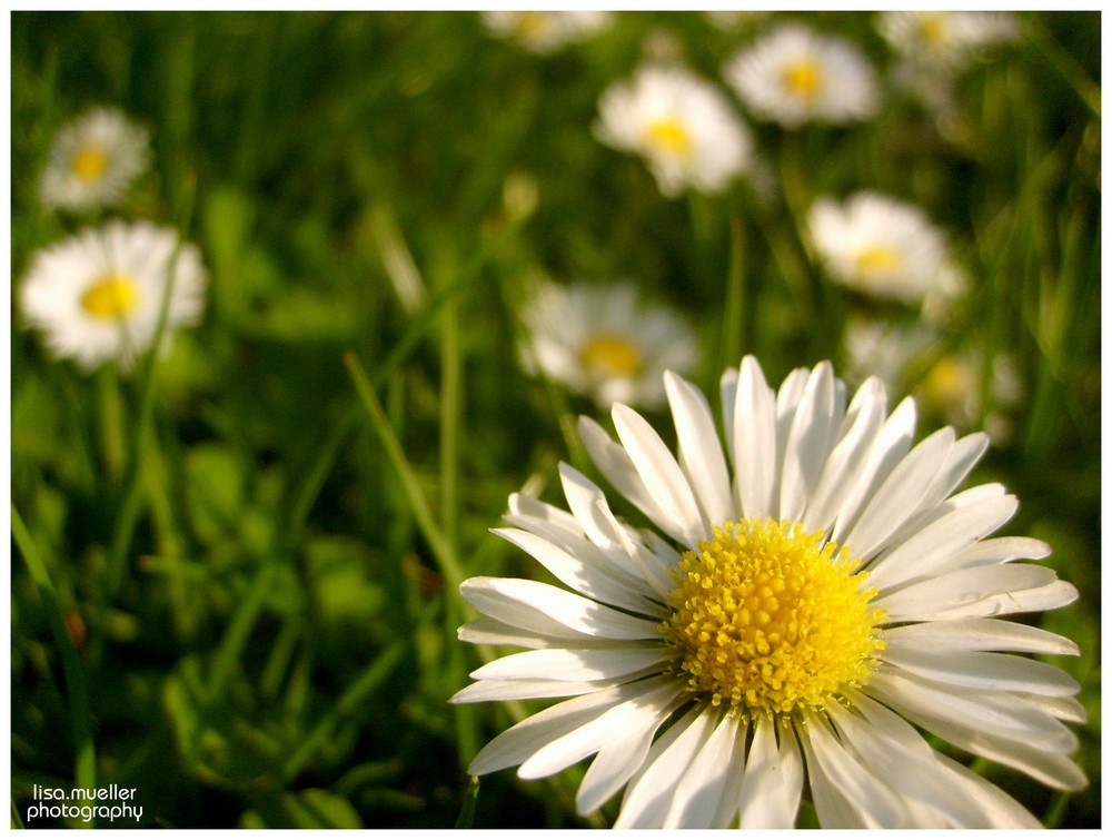 - Gänseblümchen -