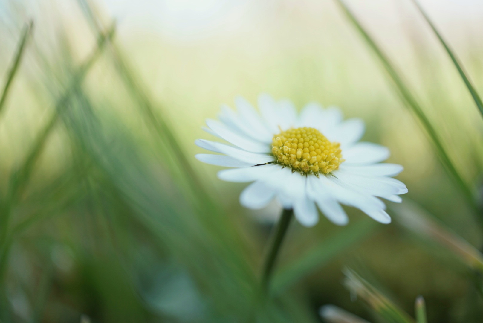 Gänseblümchen 