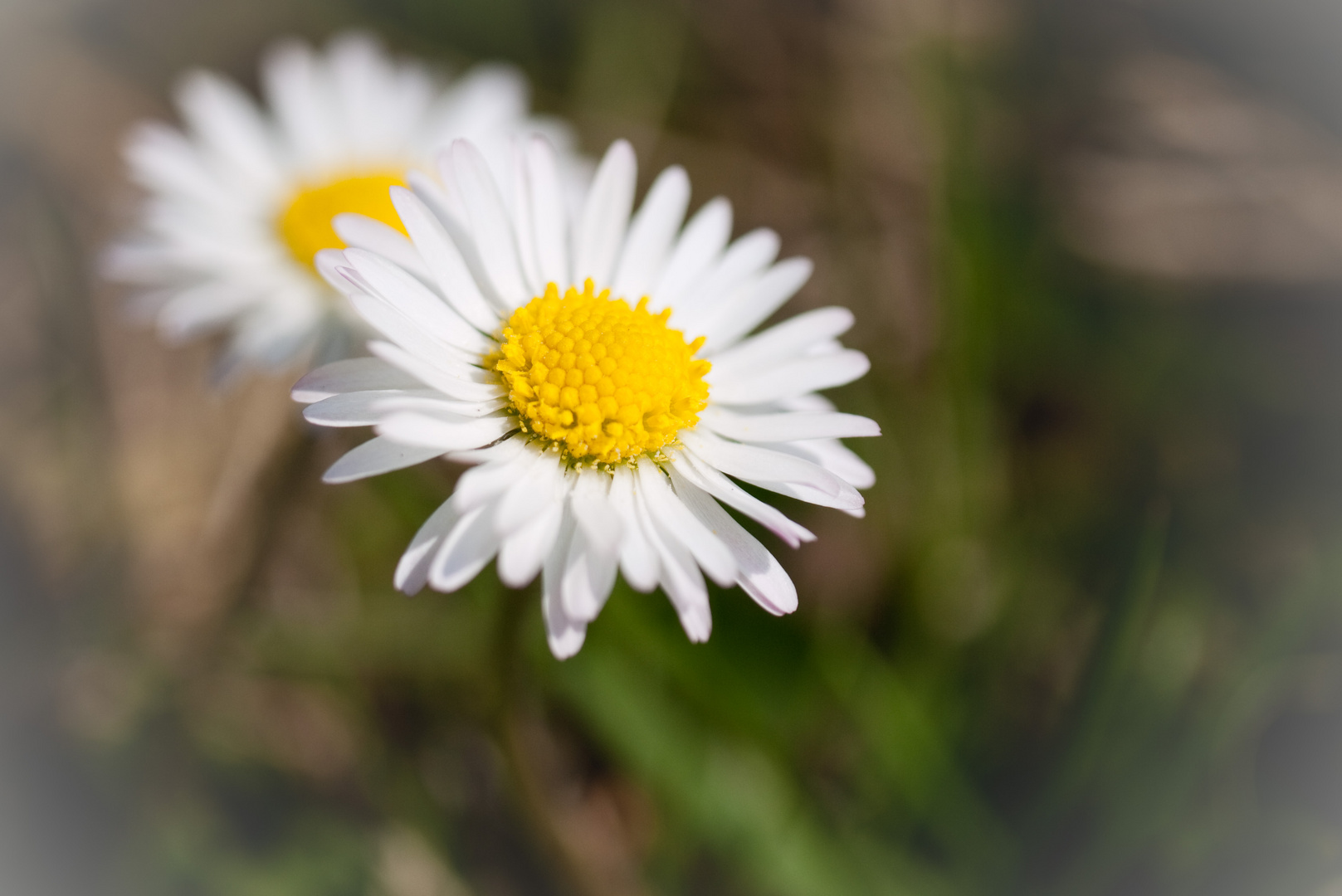 Gänseblümchen