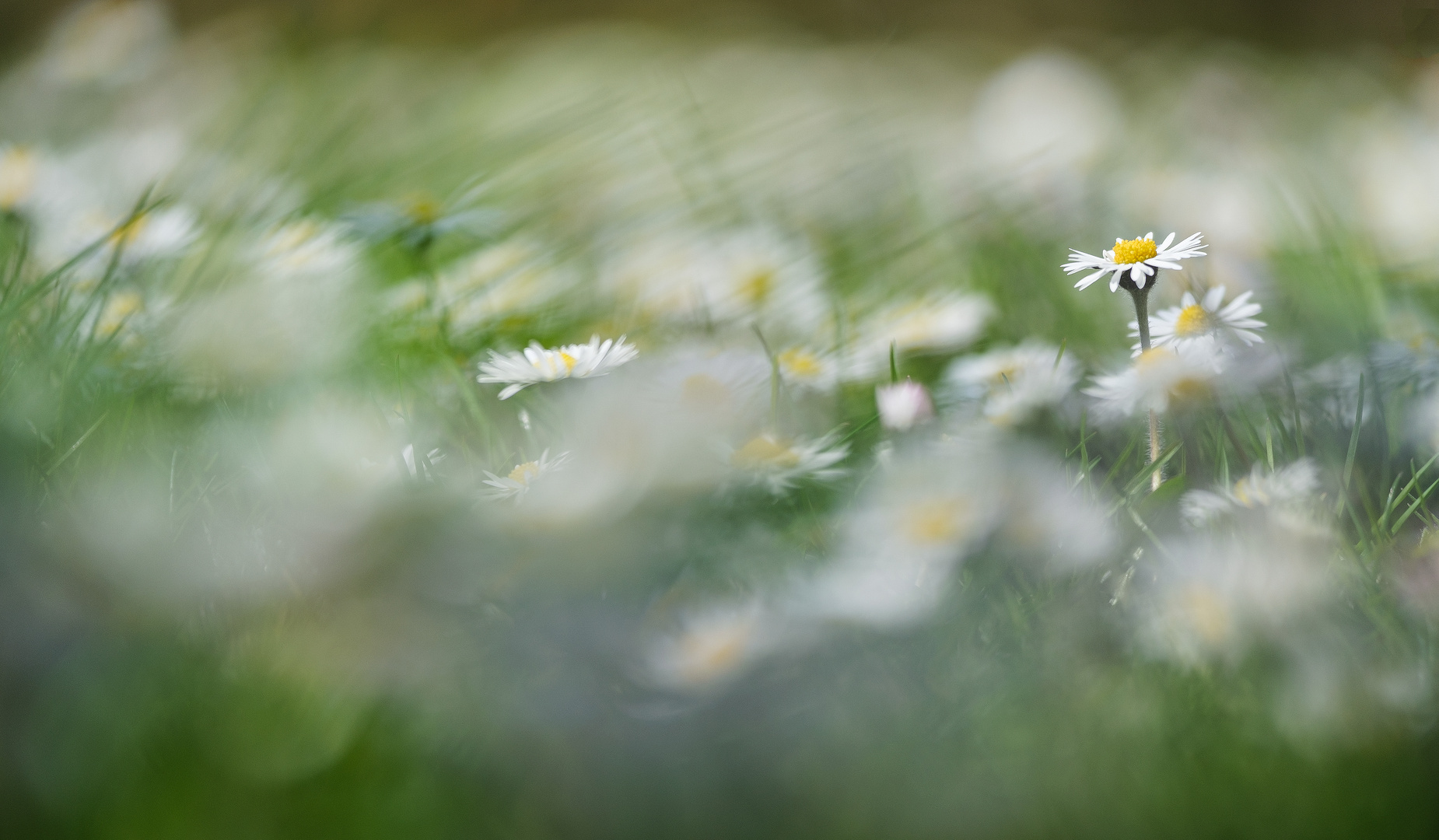 Gänseblümchen