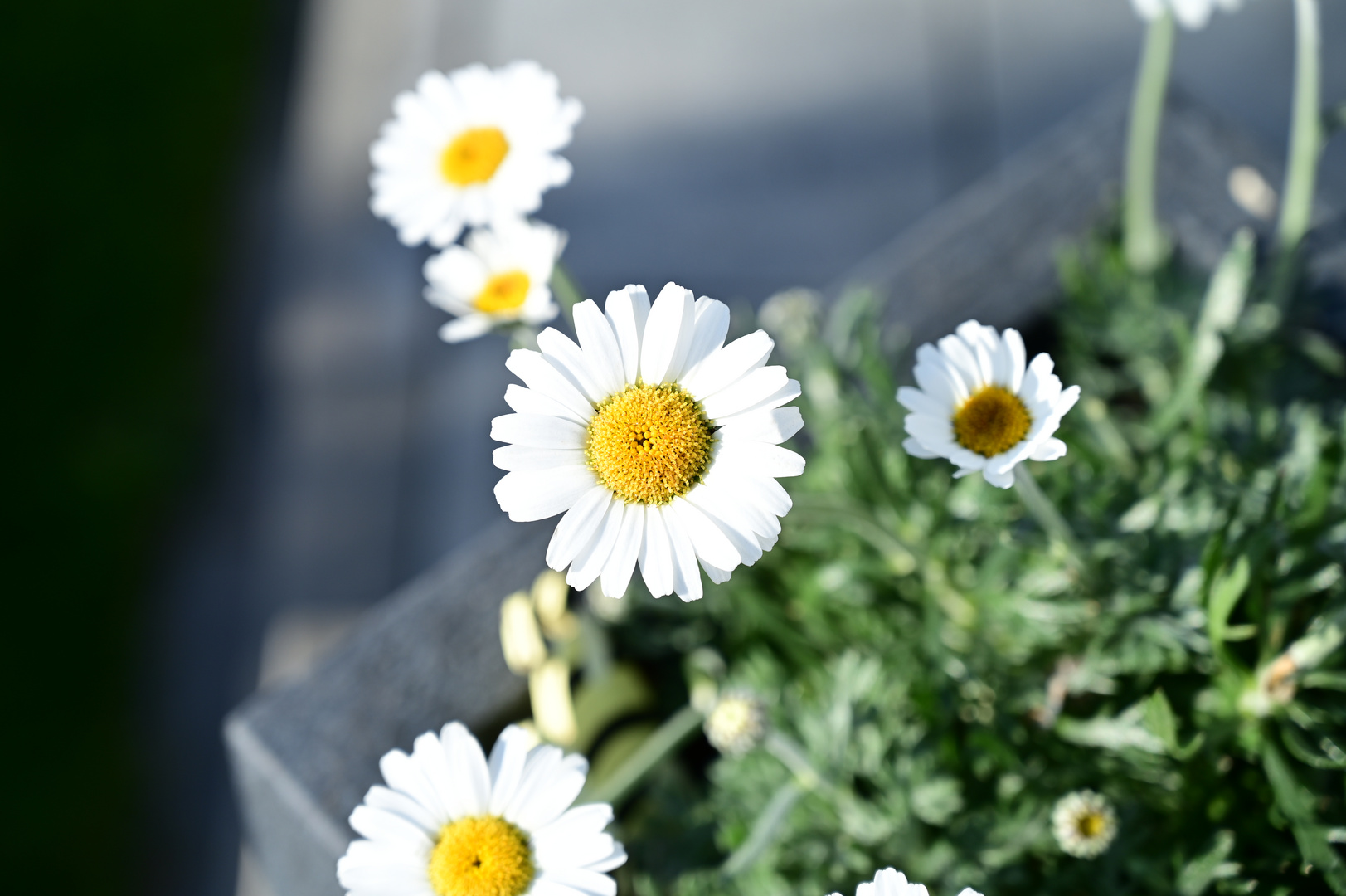 Gänseblümchen