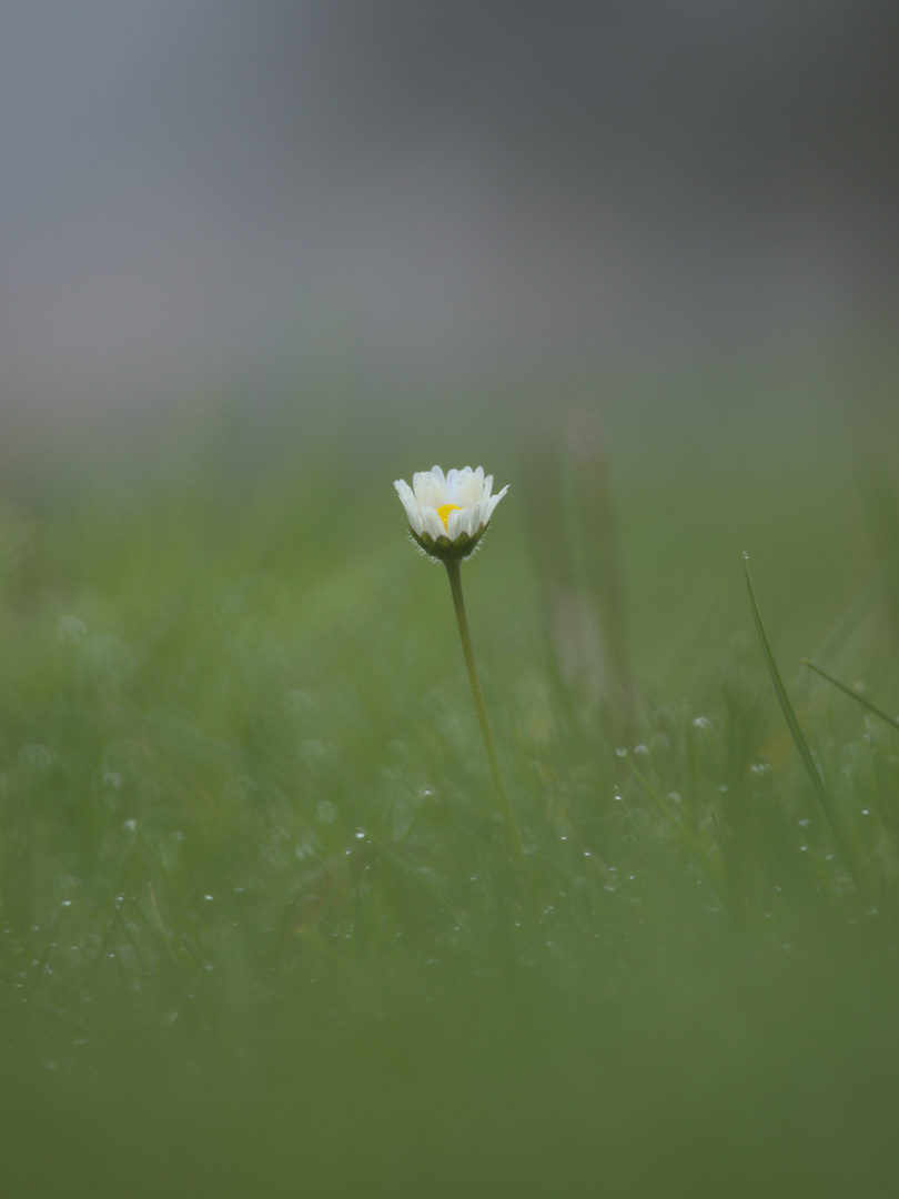 Gänseblümchen