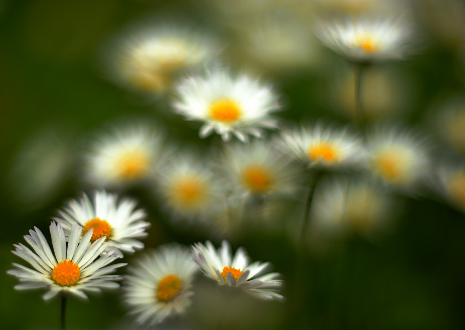 Gänseblümchen