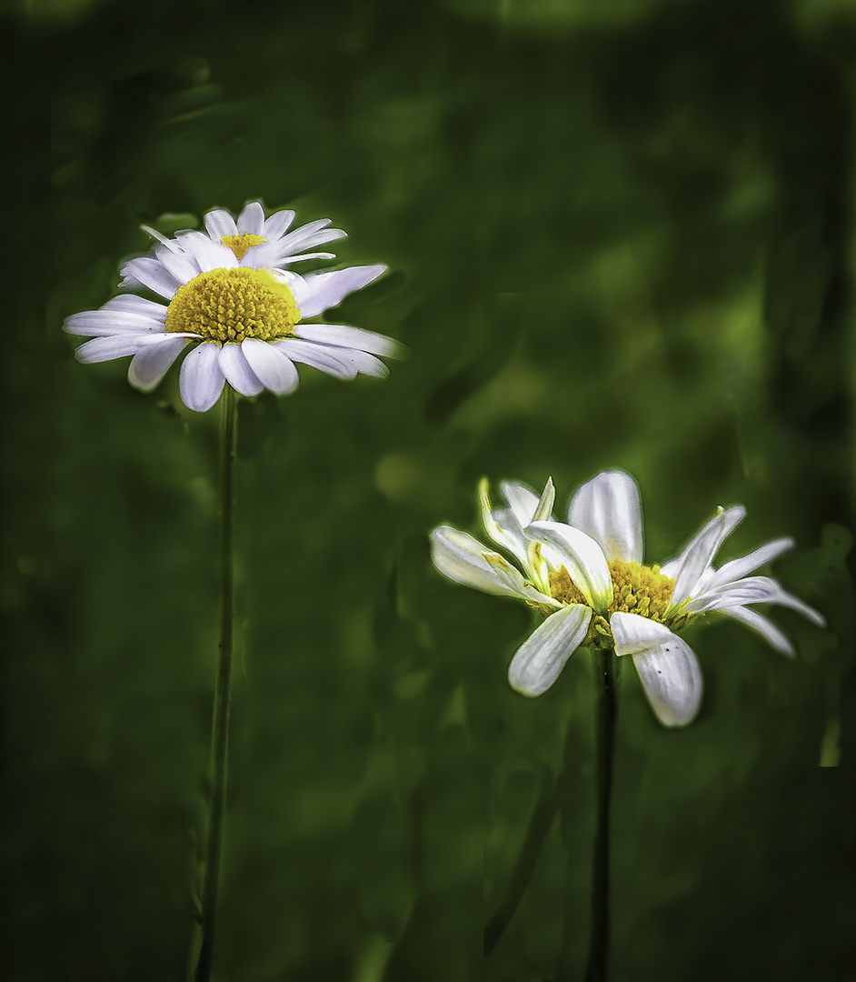 Gänseblümchen