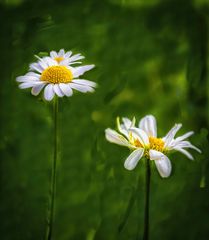 Gänseblümchen