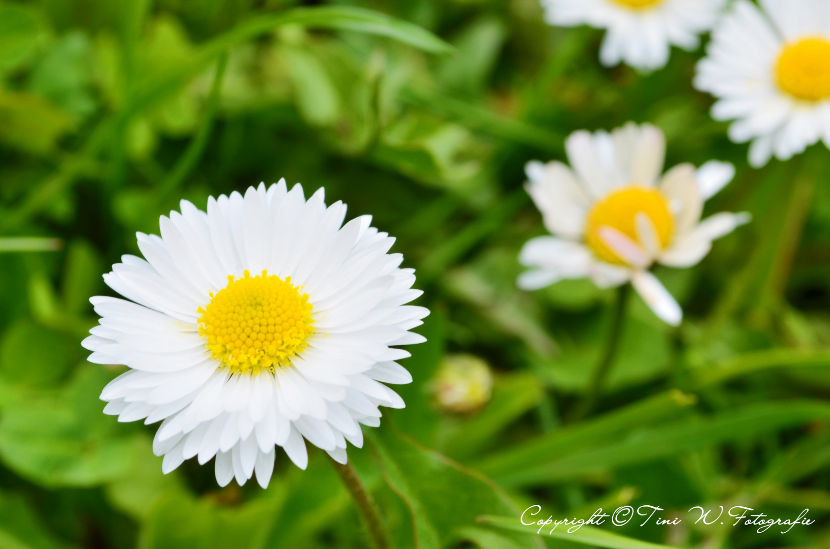 Gänseblümchen