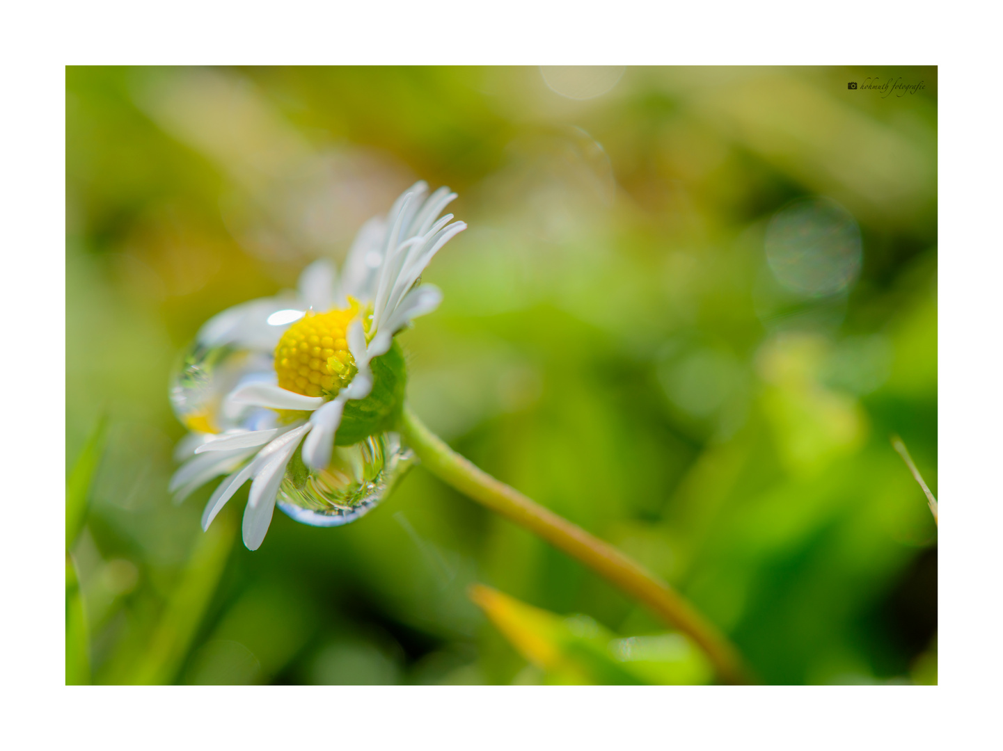 Gänseblümchen