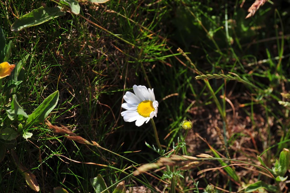 Gänseblümchen