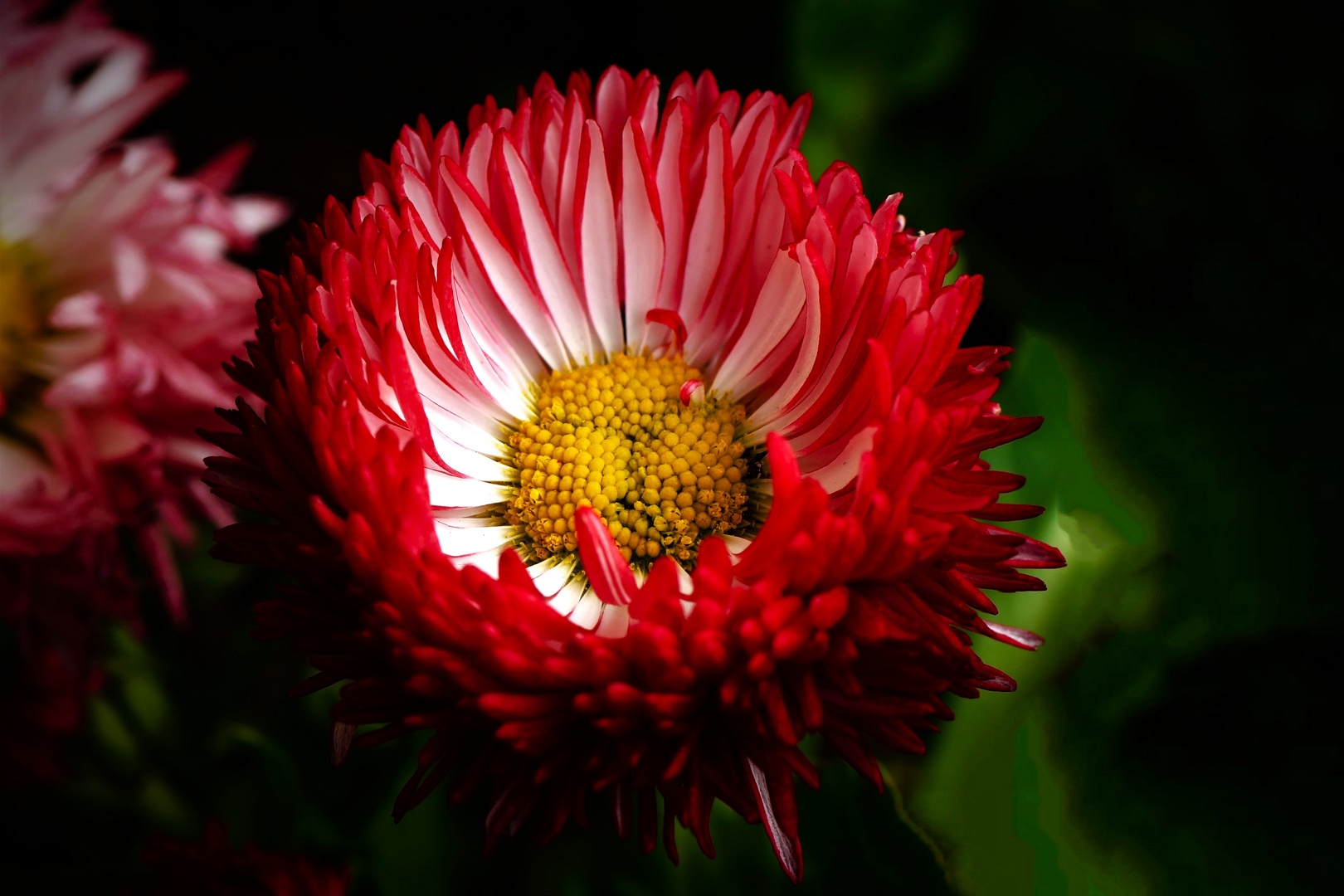 Gänseblümchen