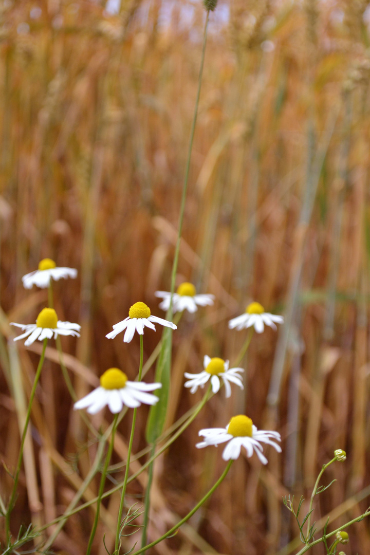 Gänseblümchen